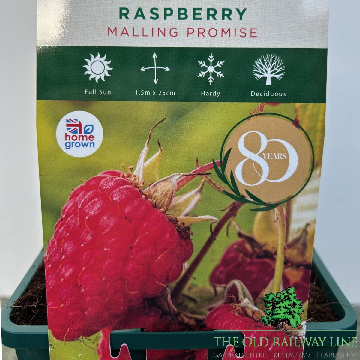 Malling Surprise Raspberry Raspberry 'Malling Promise' 3Ltr Pot – Old Railway Line Garden Centre