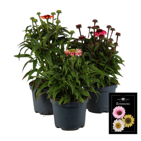 Echinacea purpurea - Coneflower Plant - 19cm Pot - (Assorted) - Old Railway Line Garden Centre