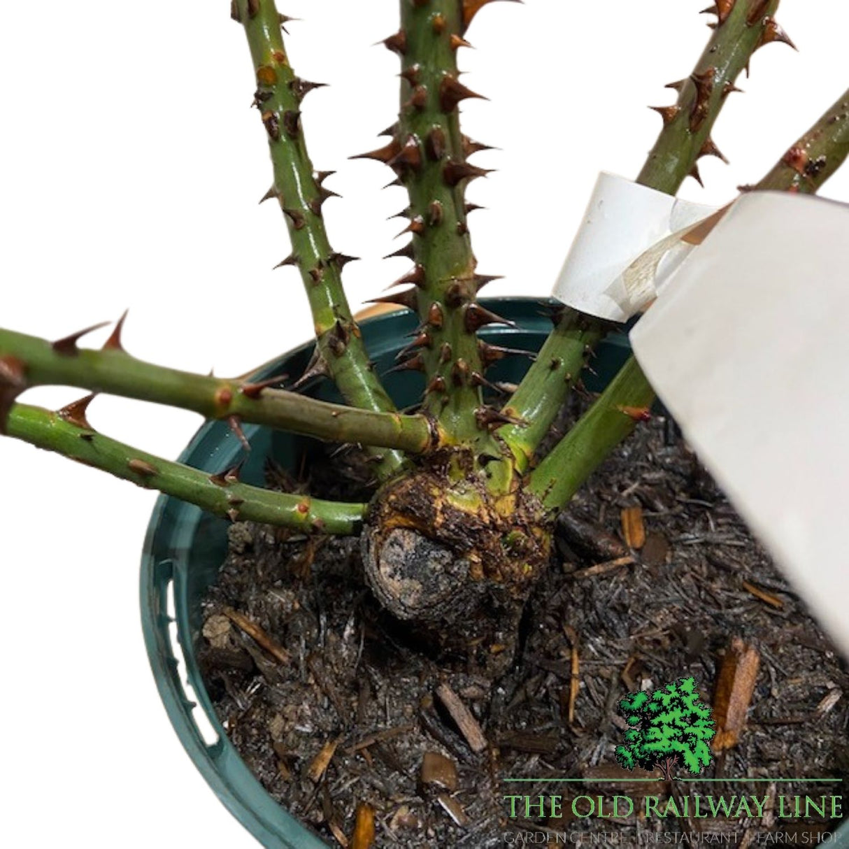 Eirona's Delight Rose Potted Plant - 3Ltr Pot