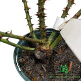 Eirona's Delight Rose Potted Plant - 3Ltr Pot