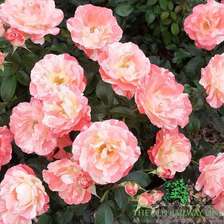 Eirona's Delight Rose Potted Plant - 3Ltr Pot