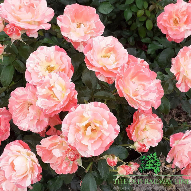 Eirona's Delight Rose Potted Plant - 3Ltr Pot - Old Railway Line Garden Centre