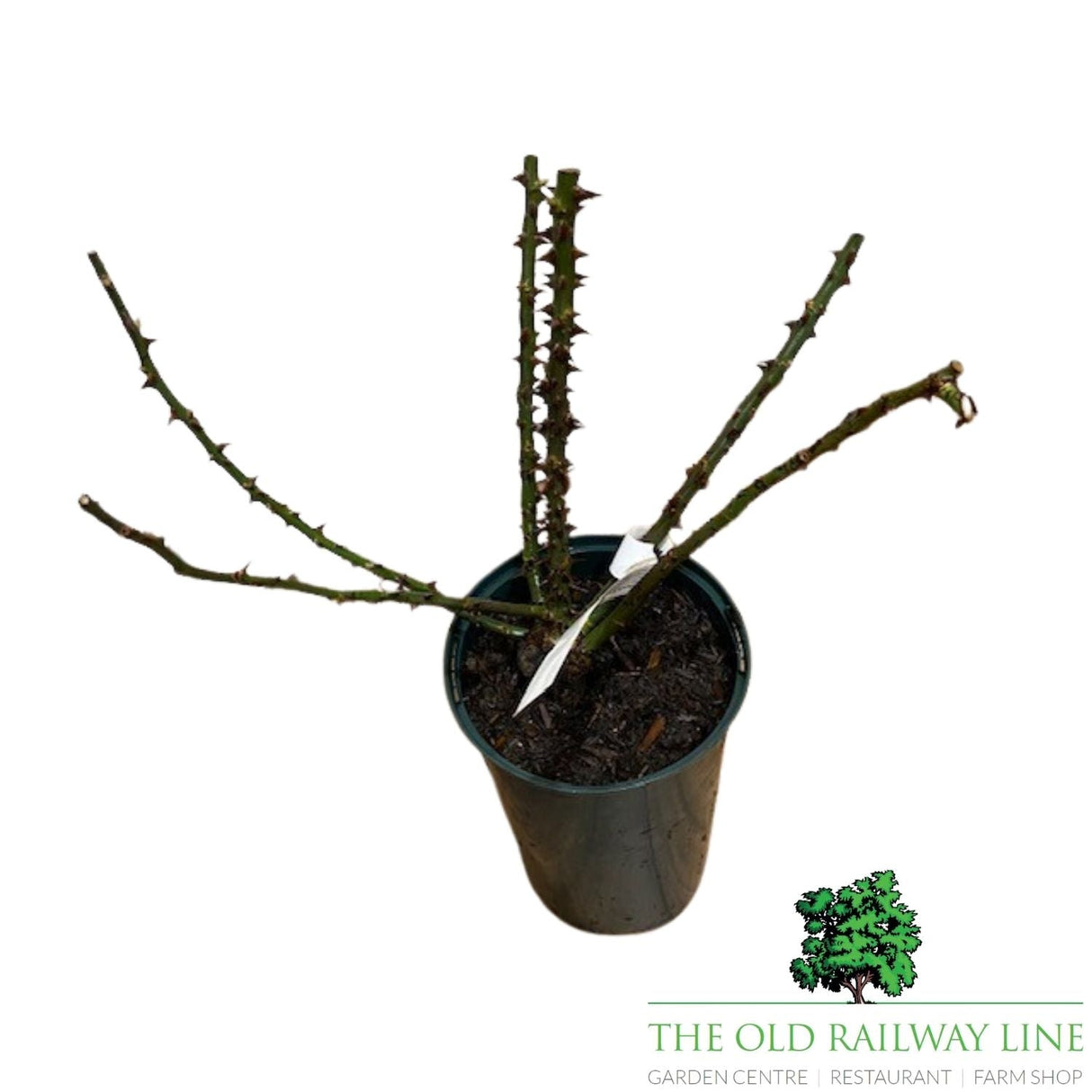 Eirona's Delight Rose Potted Plant - 3Ltr Pot - Old Railway Line Garden Centre