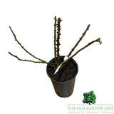 Eirona's Delight Rose Potted Plant - 3Ltr Pot - Old Railway Line Garden Centre