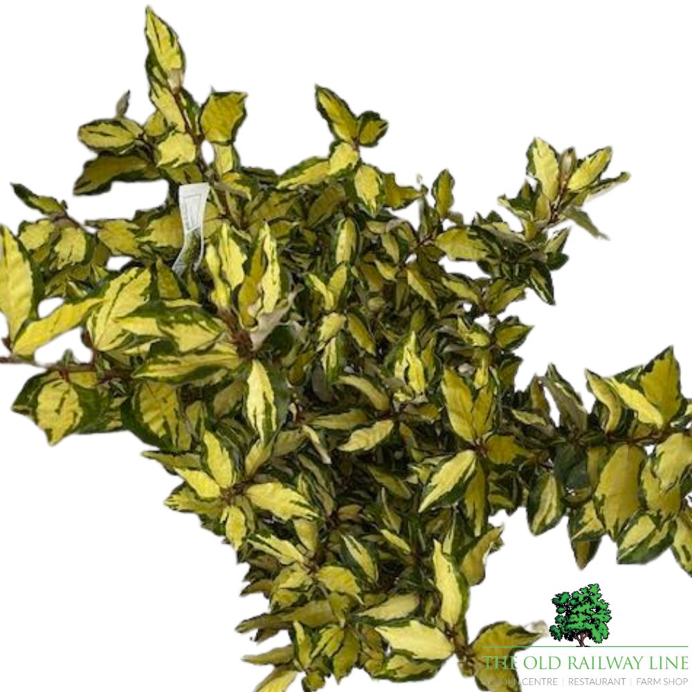 Elaeagnus Ebbingei Maryline Plant - 10Ltr Pot