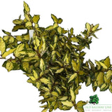 Elaeagnus Ebbingei Maryline Plant - 10Ltr Pot