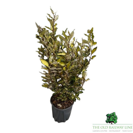 Elaeagnus Ebbingei Maryline Plant - 10Ltr Pot - Old Railway Line Garden Centre