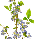 Eleganza Artificial Meadow Blossom- Blue - Old Railway Line Garden Centre