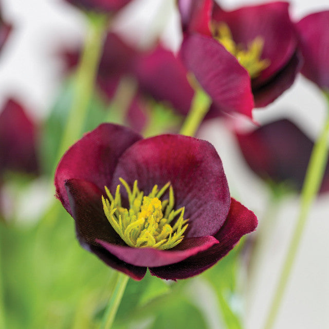 Eleganza Floral 62cm Hellebore Rose Burgundy