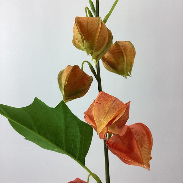 Eleganza Floral 80cm Physalis/Chinese Lantern Spray Orange