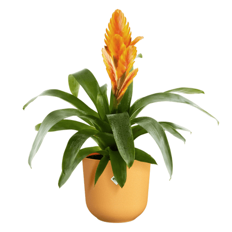Elho 14cm Amber Yellow Jazz Round Recycled Plastic Pot - Old Railway Line Garden Centre