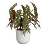 Elho 14cm Silky White Jazz Round Recycled Plastic Pot - Old Railway Line Garden Centre