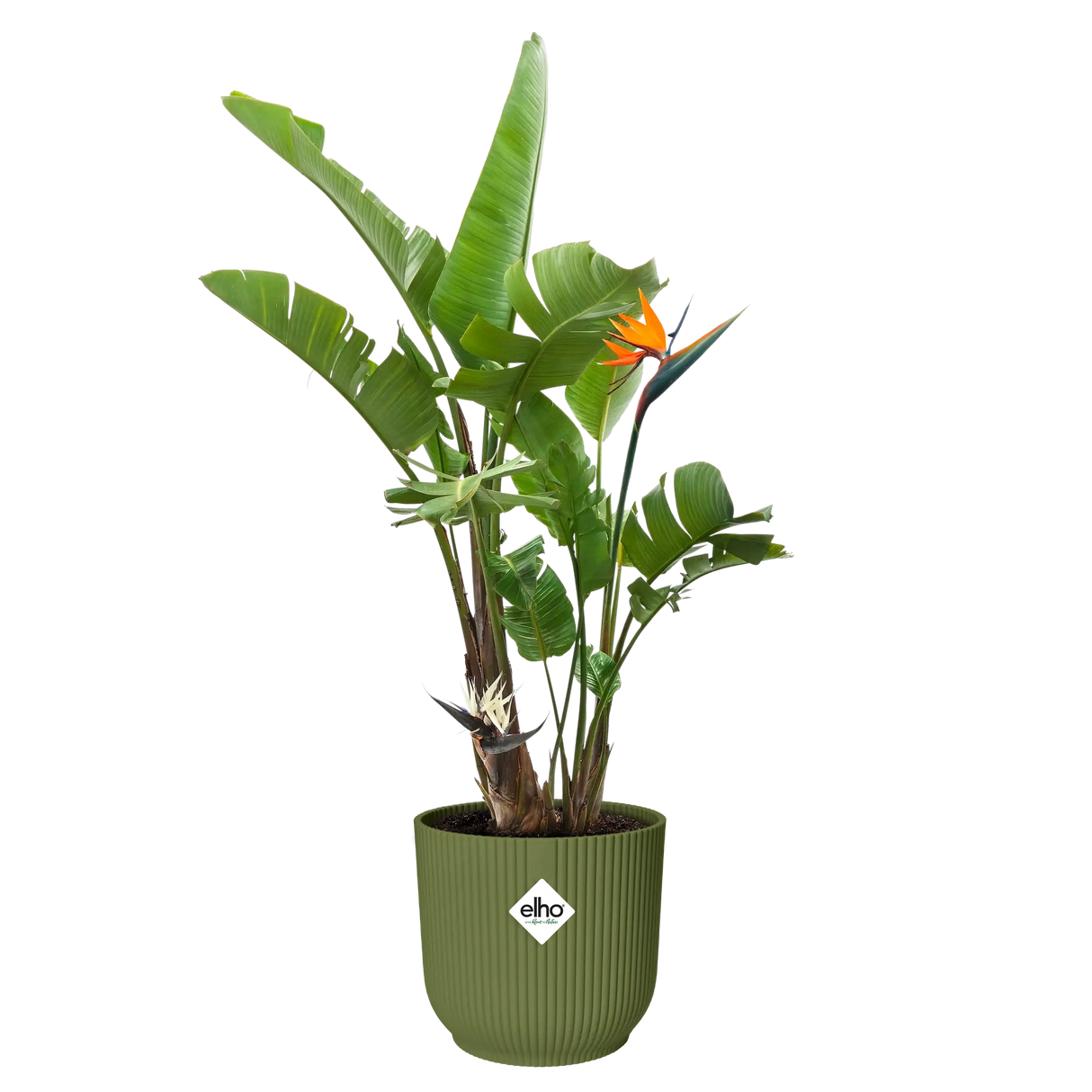 Elho 14cm Vibes Fold Coupe Plant Pot - Fern Green