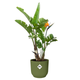 Elho 14cm Vibes Fold Coupe Plant Pot - Fern Green