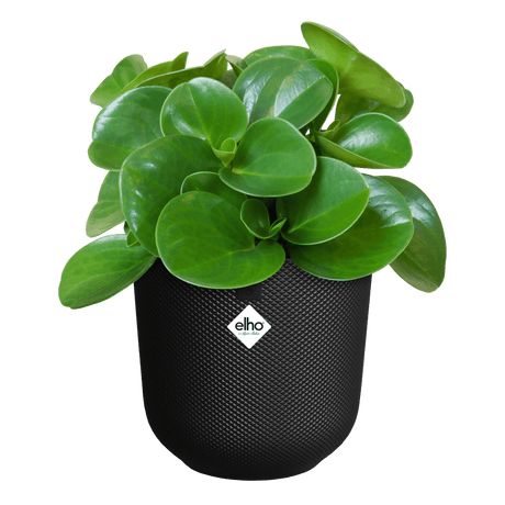 Elho 16cm Living Black Jazz Round Recycled Plastic Pot - Old Railway Line Garden Centre