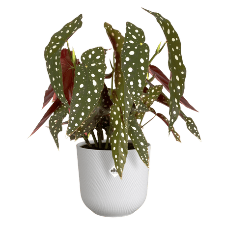 Elho 16cm Silky White Jazz Round Recycled Plastic Pot - Old Railway Line Garden Centre