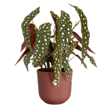 Elho 16cm Tuscan Red Jazz Round Recycled Plastic Pot - Old Railway Line Garden Centre