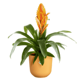 Elho 19cm Amber Yellow Jazz Round Recycled Plastic Pot - Old Railway Line Garden Centre