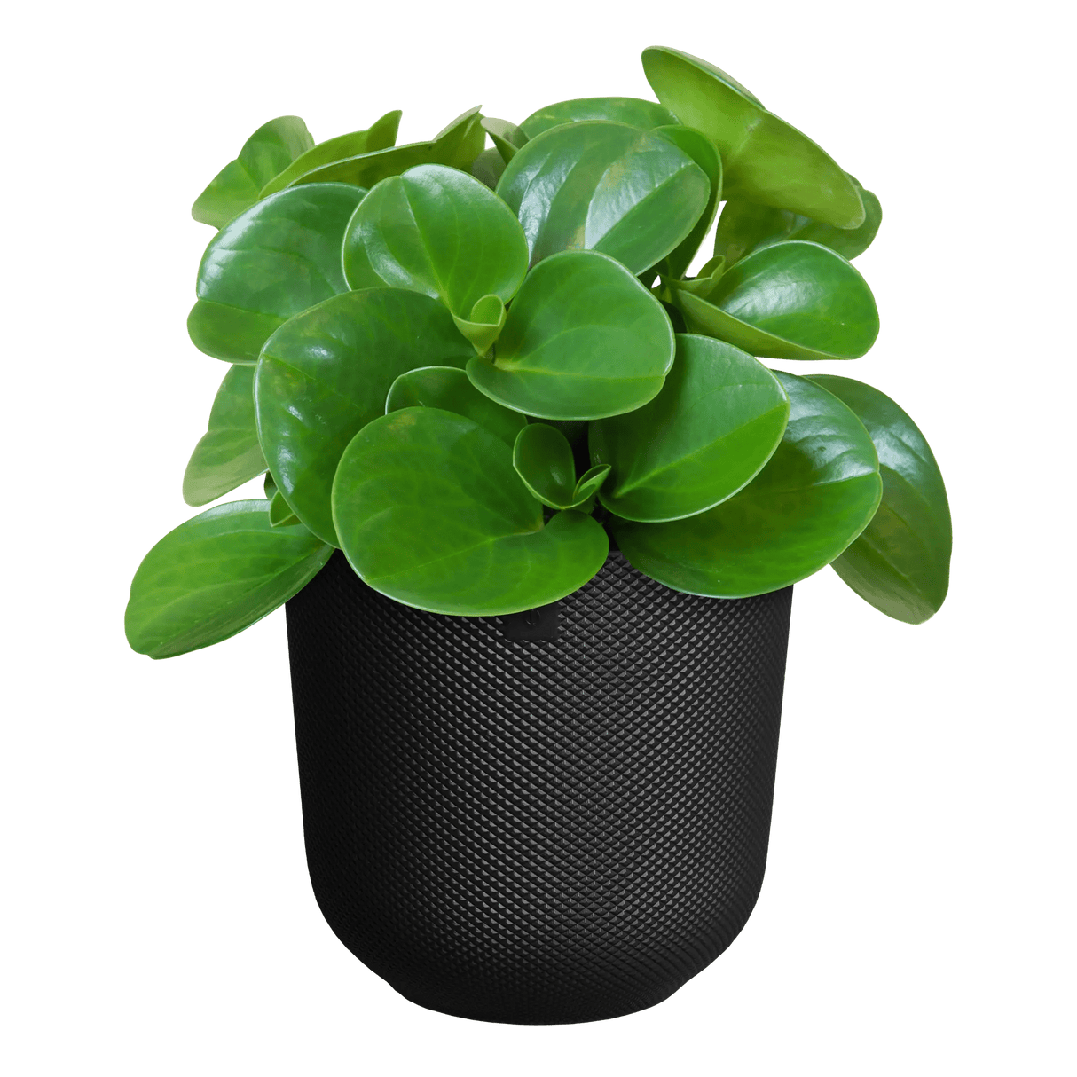 Elho 19cm Living Black Jazz Round Recycled Plastic Pot - Old Railway Line Garden Centre