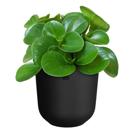 Elho 19cm Living Black Jazz Round Recycled Plastic Pot - Old Railway Line Garden Centre