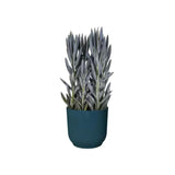 Elho 22cm Deep Blue Vibes Fold Round Pot - Old Railway Line Garden Centre