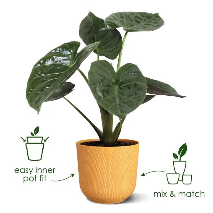 Elho 23cm Amber Yellow Jazz Round Recycled Plastic Pot - Old Railway Line Garden Centre