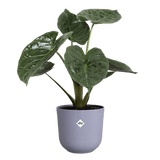 Elho 23cm Lavender Lilac Jazz Round Recycled Plastic Pot - Old Railway Line Garden Centre