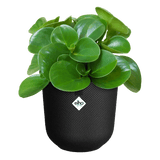 Elho 23cm Living Black Jazz Round Recycled Plastic Pot - Old Railway Line Garden Centre