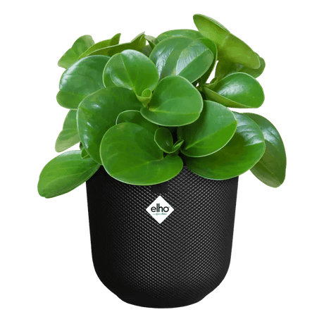 Elho 23cm Living Black Jazz Round Recycled Plastic Pot - Old Railway Line Garden Centre