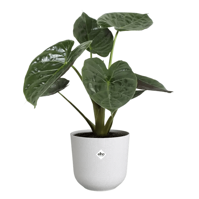 Elho 23cm Silky White Jazz Round Recycled Plastic Pot - Old Railway Line Garden Centre