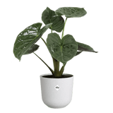 Elho 23cm Silky White Jazz Round Recycled Plastic Pot - Old Railway Line Garden Centre