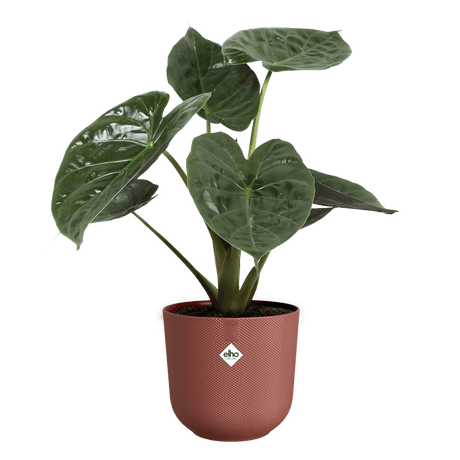 Elho 23cm Tuscan Red Jazz Round Recycled Plastic Pot - Old Railway Line Garden Centre