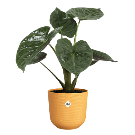 Elho 26cm Amber Yellow Jazz Round Recycled Plastic Pot - Old Railway Line Garden Centre