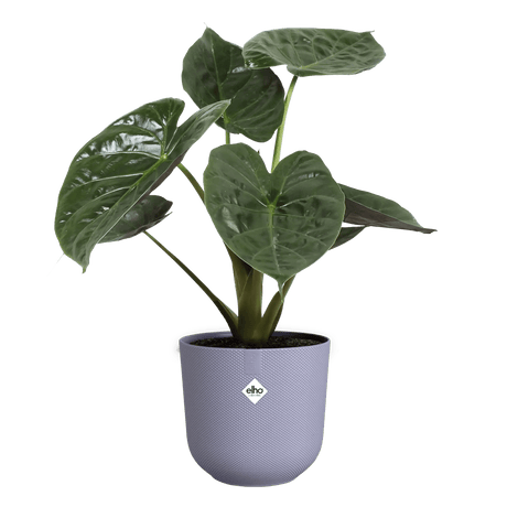 Elho 26cm Lavender Lilac Jazz Round Recycled Plastic Pot - Old Railway Line Garden Centre