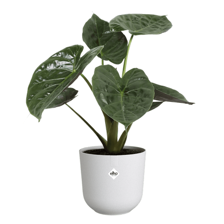 Elho 26cm Silky White Jazz Round Recycled Plastic Pot - Old Railway Line Garden Centre