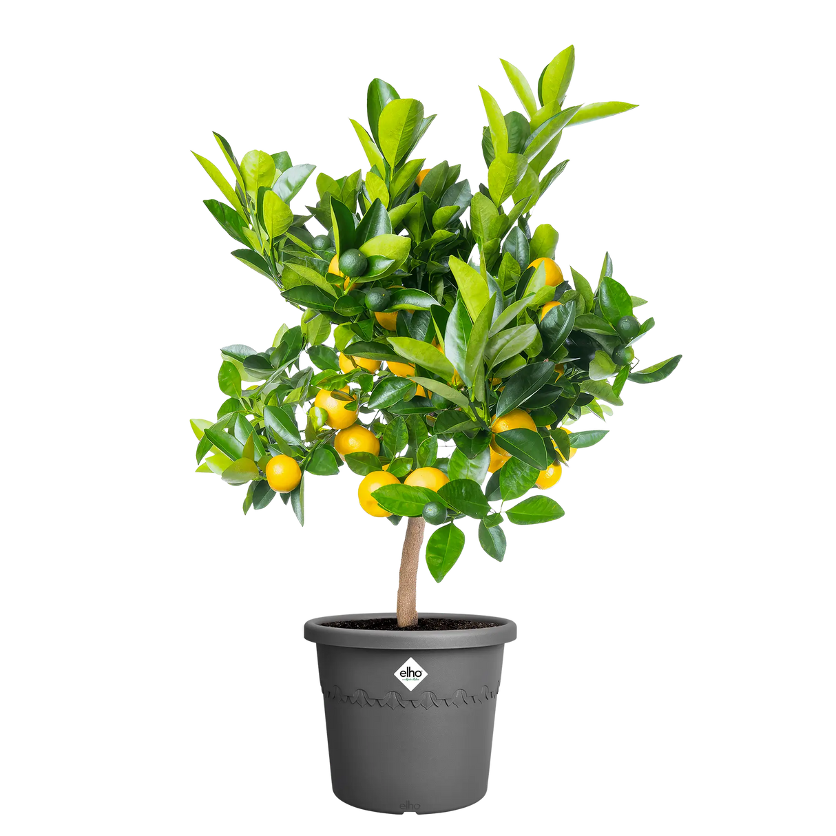 Elho 30cm Algarve Cylindro Plastic Pot - Anthracite