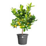 Elho 30cm Algarve Cylindro Plastic Pot - Anthracite