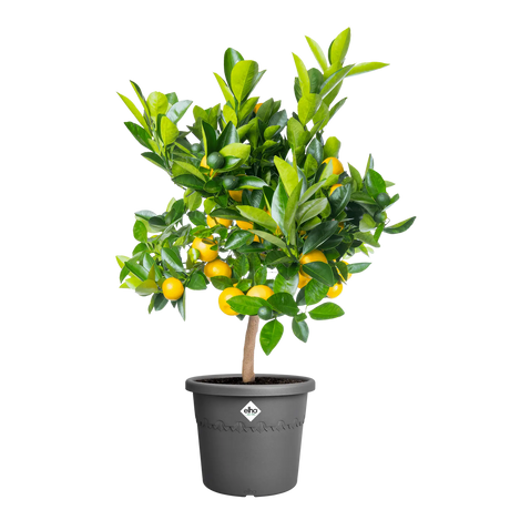 Elho 30cm Algarve Cylindro Plastic Pot - Anthracite - Old Railway Line Garden Centre