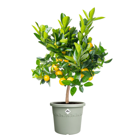 Elho 30cm Algarve Cylindro Plastic Pot - Thyme Green - Old Railway Line Garden Centre