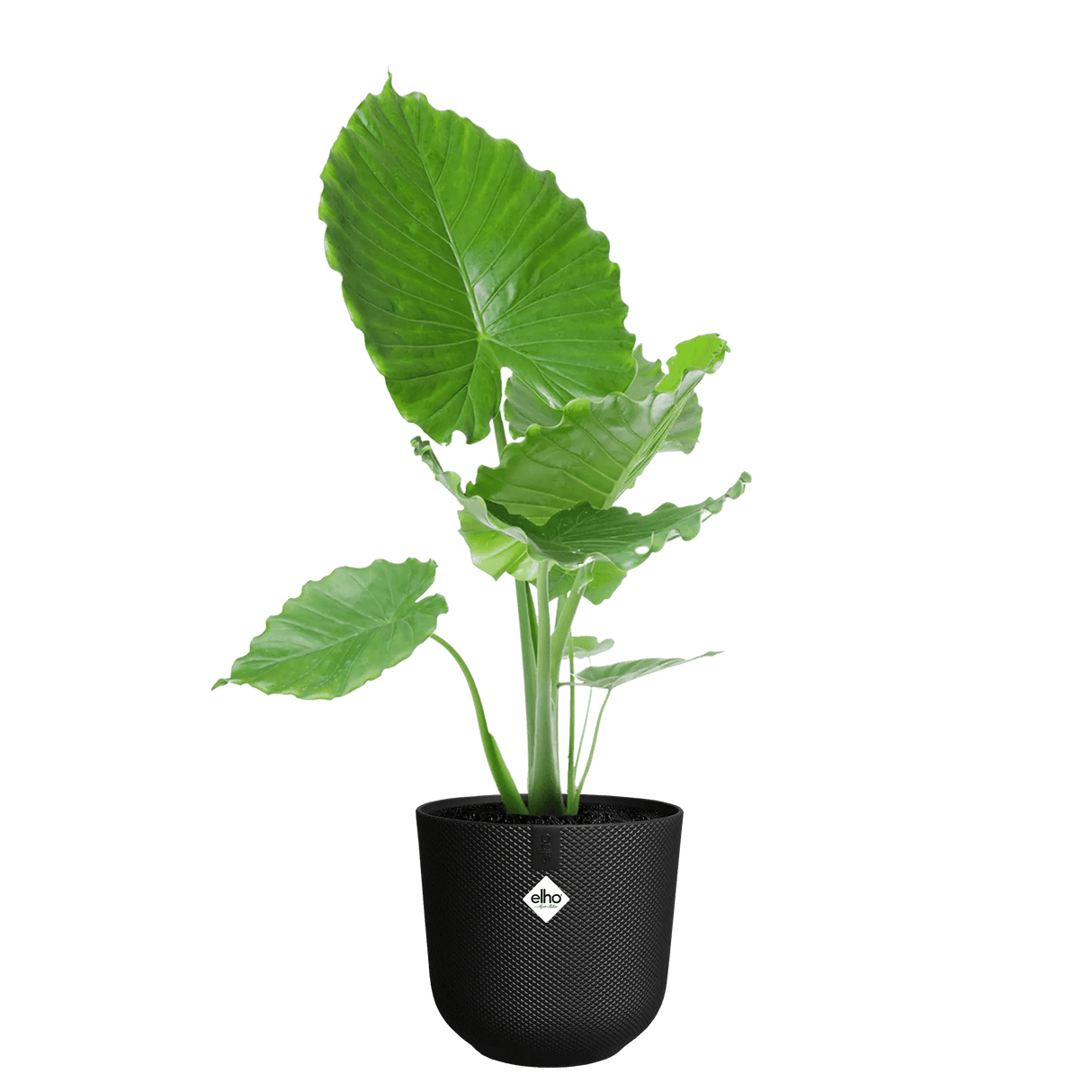 Elho 30cm Jazz Round Plastic Pot - Black - Old Railway Line Garden Centre