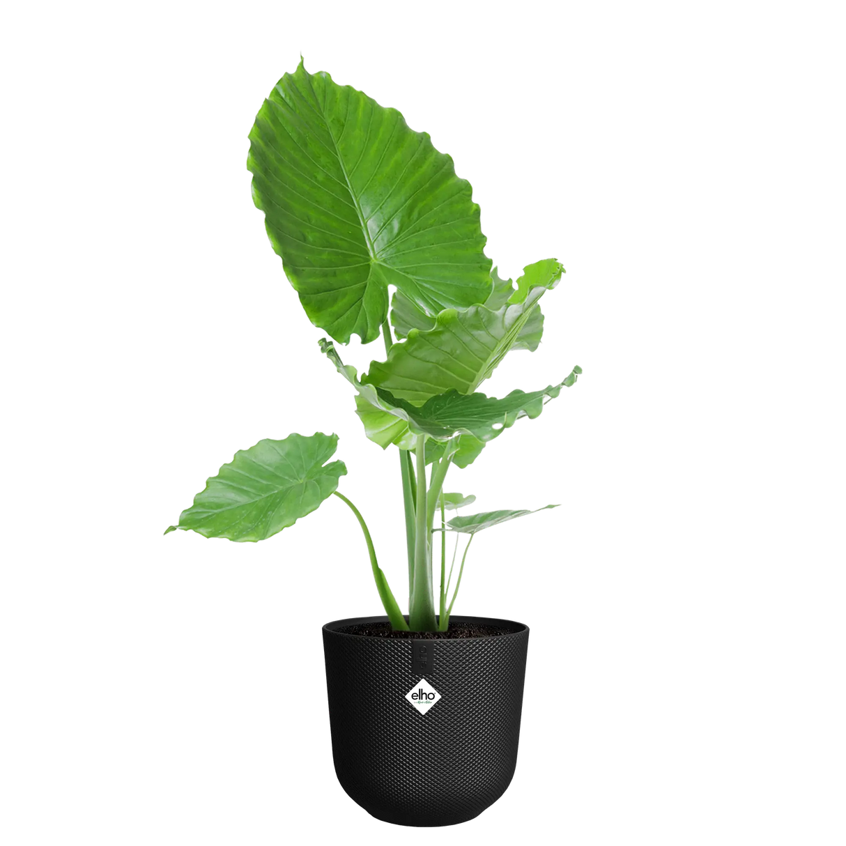 Elho 30cm Jazz Round Plastic Pot - Black