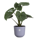 Elho 30cm Lavender Lilac Jazz Round Recycled Plastic Pot - Old Railway Line Garden Centre