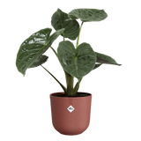 Elho 30cm Tuscan Red Jazz Round Recycled Plastic Pot - Old Railway Line Garden Centre