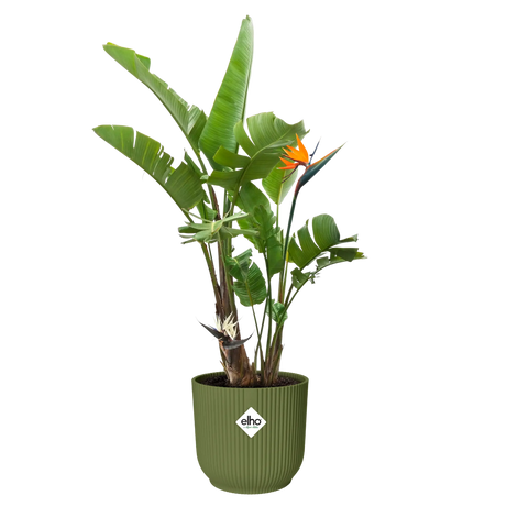 Elho 30cm Vibes Fold Round Plant  Pot - Fern Green