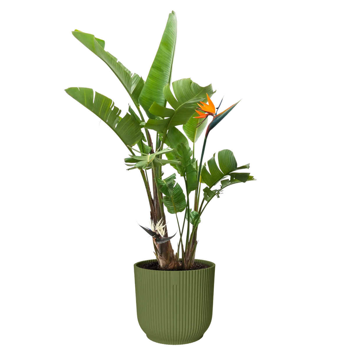 Elho 30cm Vibes Fold Round Plant  Pot - Fern Green