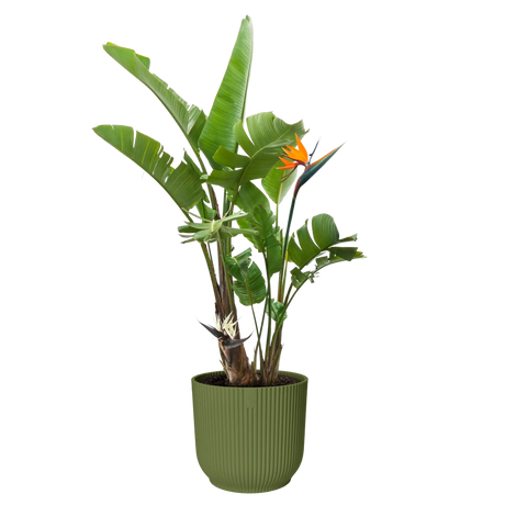 Elho 30cm Vibes Fold Round Plant Pot - Fern Green - Old Railway Line Garden Centre