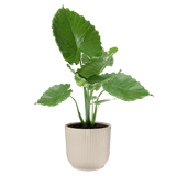 Elho 30cm Vibes Fold Round Plant Pot - White Linen - Old Railway Line Garden Centre