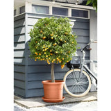 Elho 32cm Universal Round Plant Pot Saucer - Terracotta
