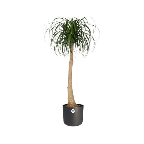 Elho 35cm Anthracite B.For Soft Round Pot - Old Railway Line Garden Centre
