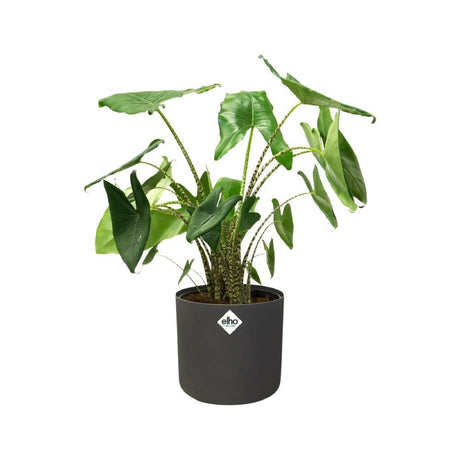 Elho 35cm Anthracite B.For Soft Round Pot - Old Railway Line Garden Centre